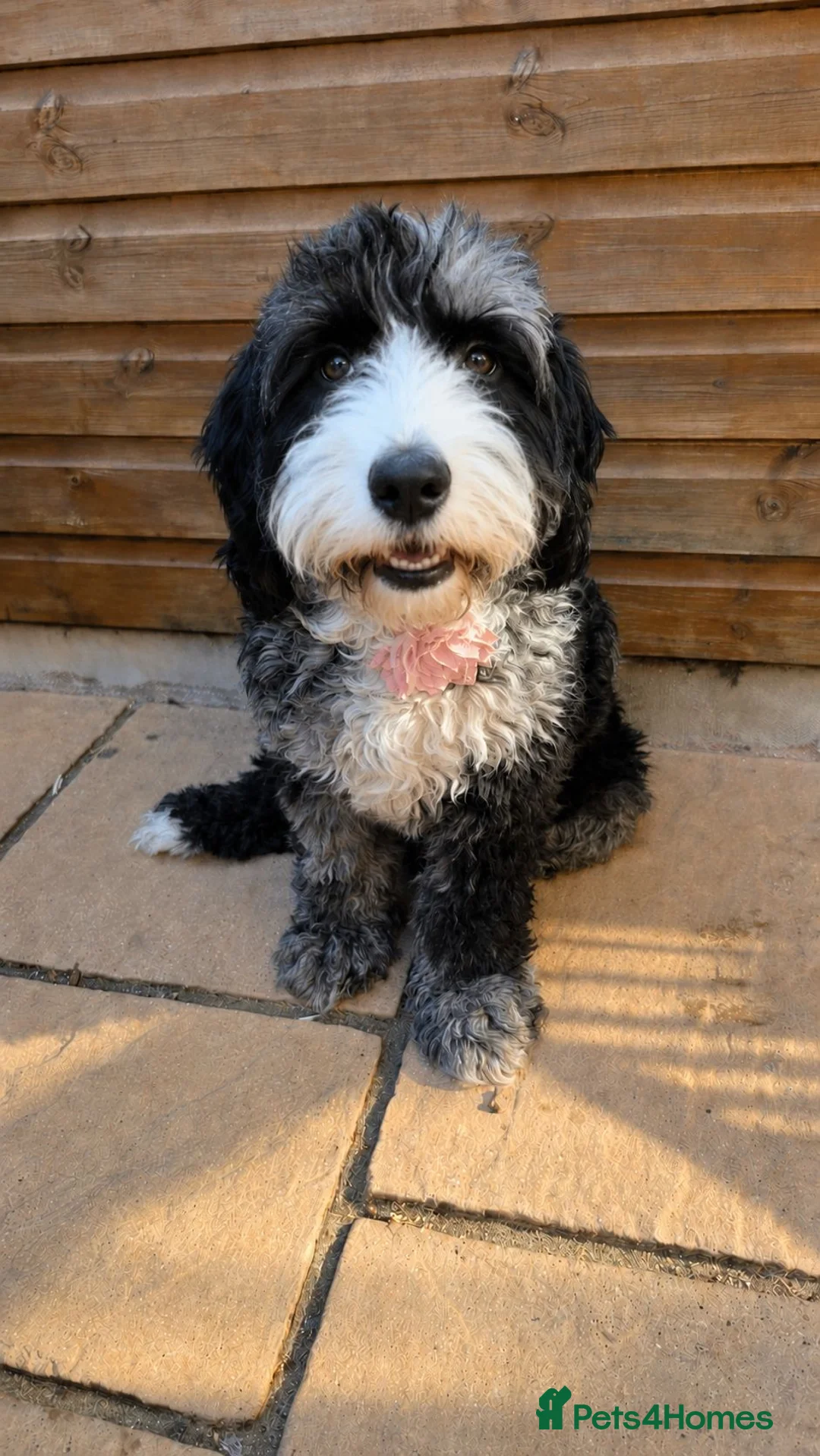 Australian Labradoodle dogs for sale: 🌟Stunning Puppies 🐾 Due in 2 weeks🌟 - Advert 9