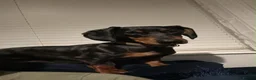 Dachshund dogs for sale: Dog to rehome - Advert 15
