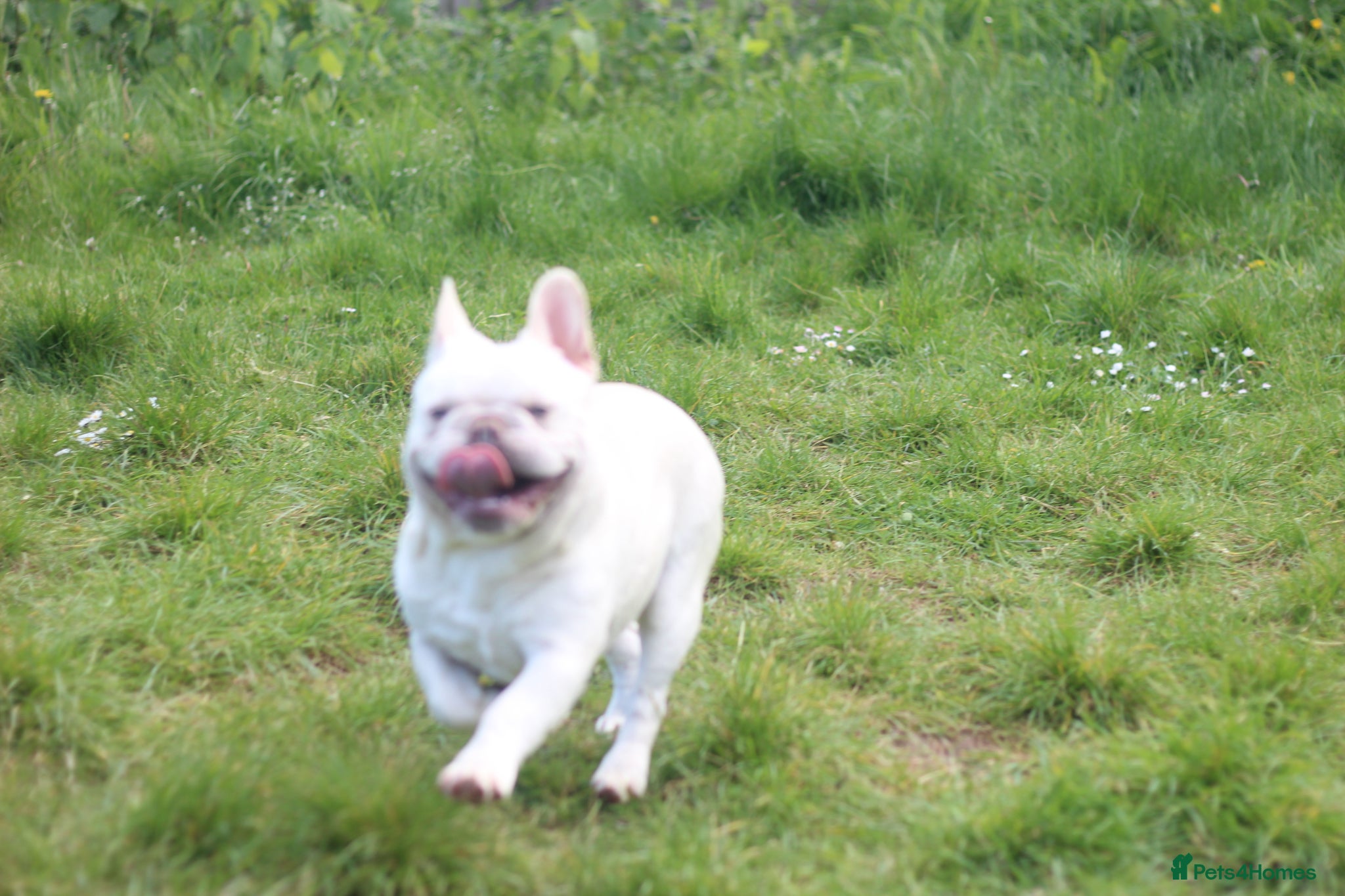 French Bulldog dogs X1 Platinum boy and x1 Black pied girl  - Advert 1
