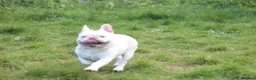 French Bulldog dogs for sale: X1 Platinum boy and x1 Black pied girl  - Advert 1