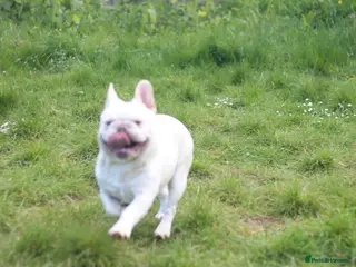 French Bulldog dogs X1 Platinum boy and x1 Black pied girl - Advert 5