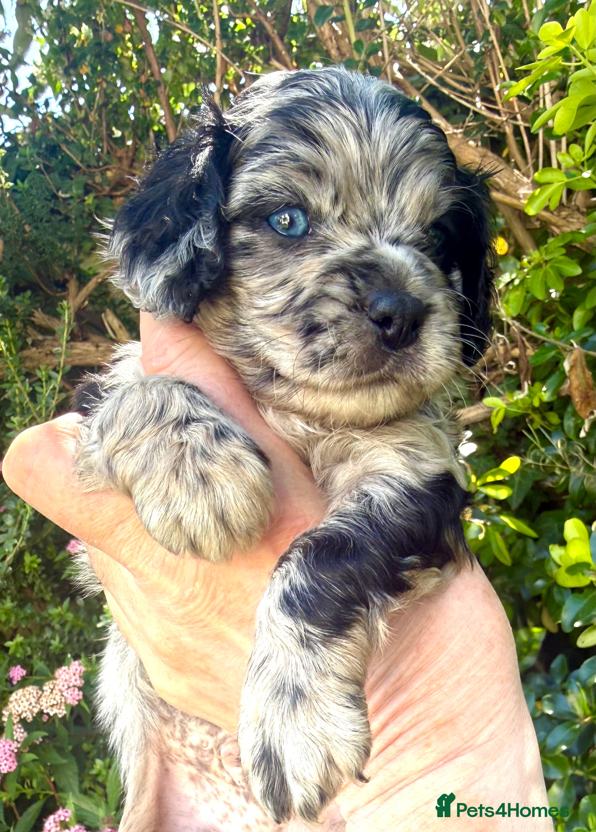 Cavapoo dogs Cottage Cavapoo puppies 5* Council reg’d  - Advert 2