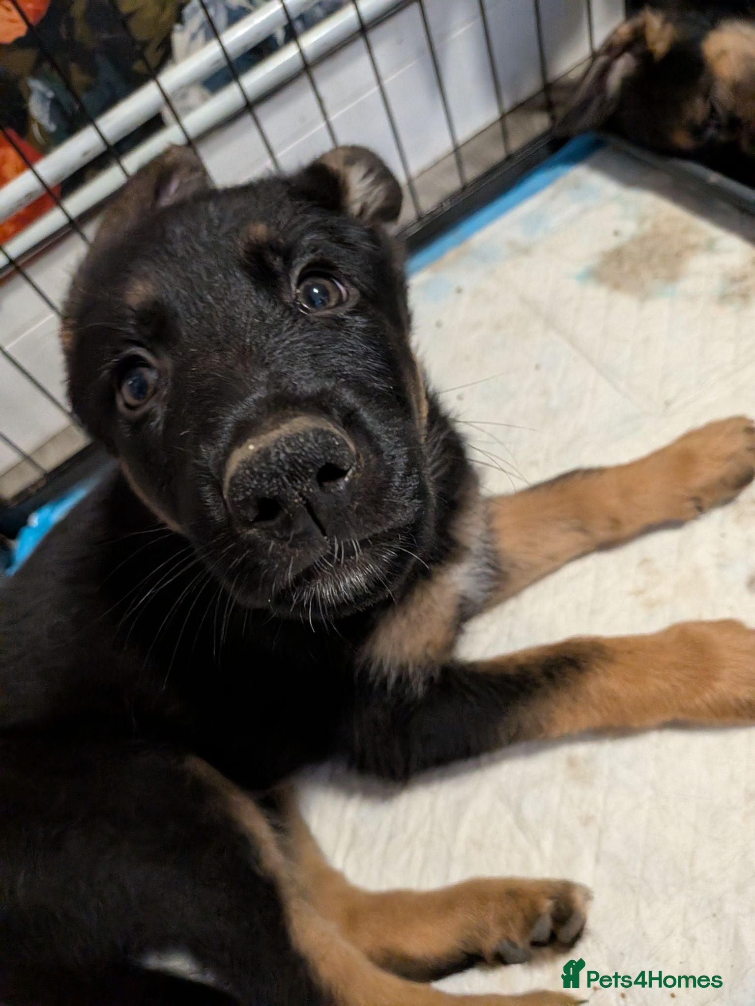 German Shepherd dogs Beautiful German Shepherd Pups - Advert 2
