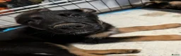 German Shepherd dogs for sale: **REDUCED**Beautiful German Shepherd Pups - Advert 9