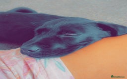 Labrador Retriever dogs for sale: 14 week old lab  - Image 1