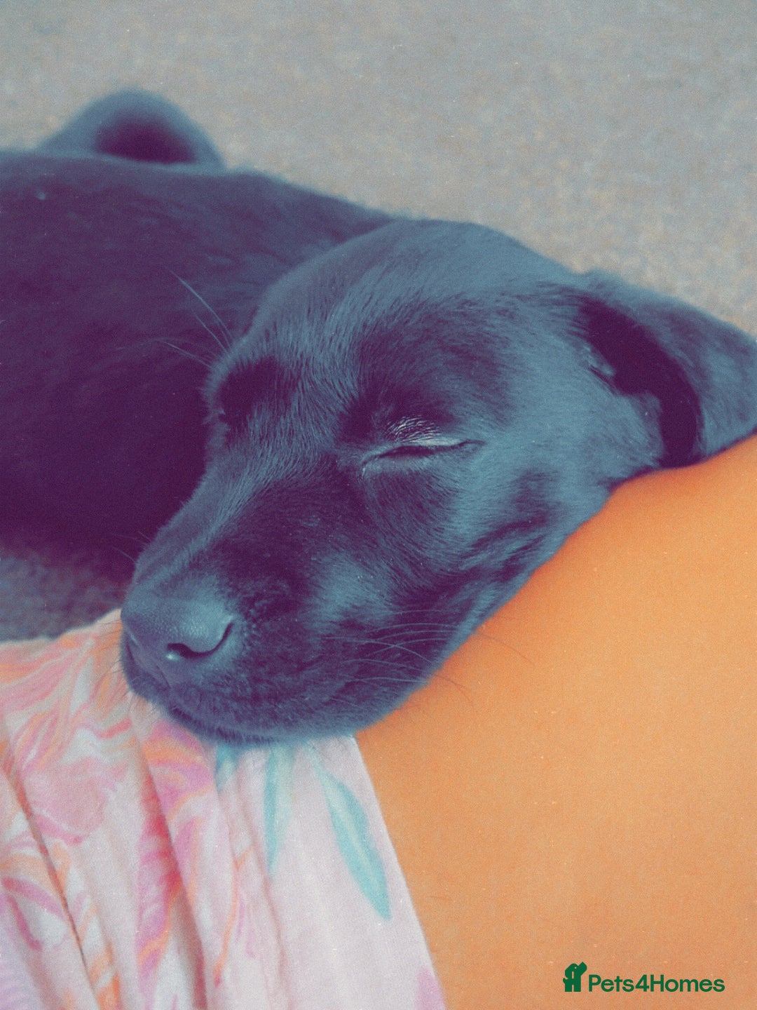 Labrador Retriever dogs for sale: 14 week old lab  - Image 1