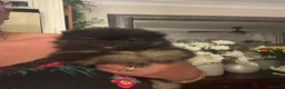 Pomeranian dogs for sale: Tiny Teddybear Pomeranian boy - Advert 9