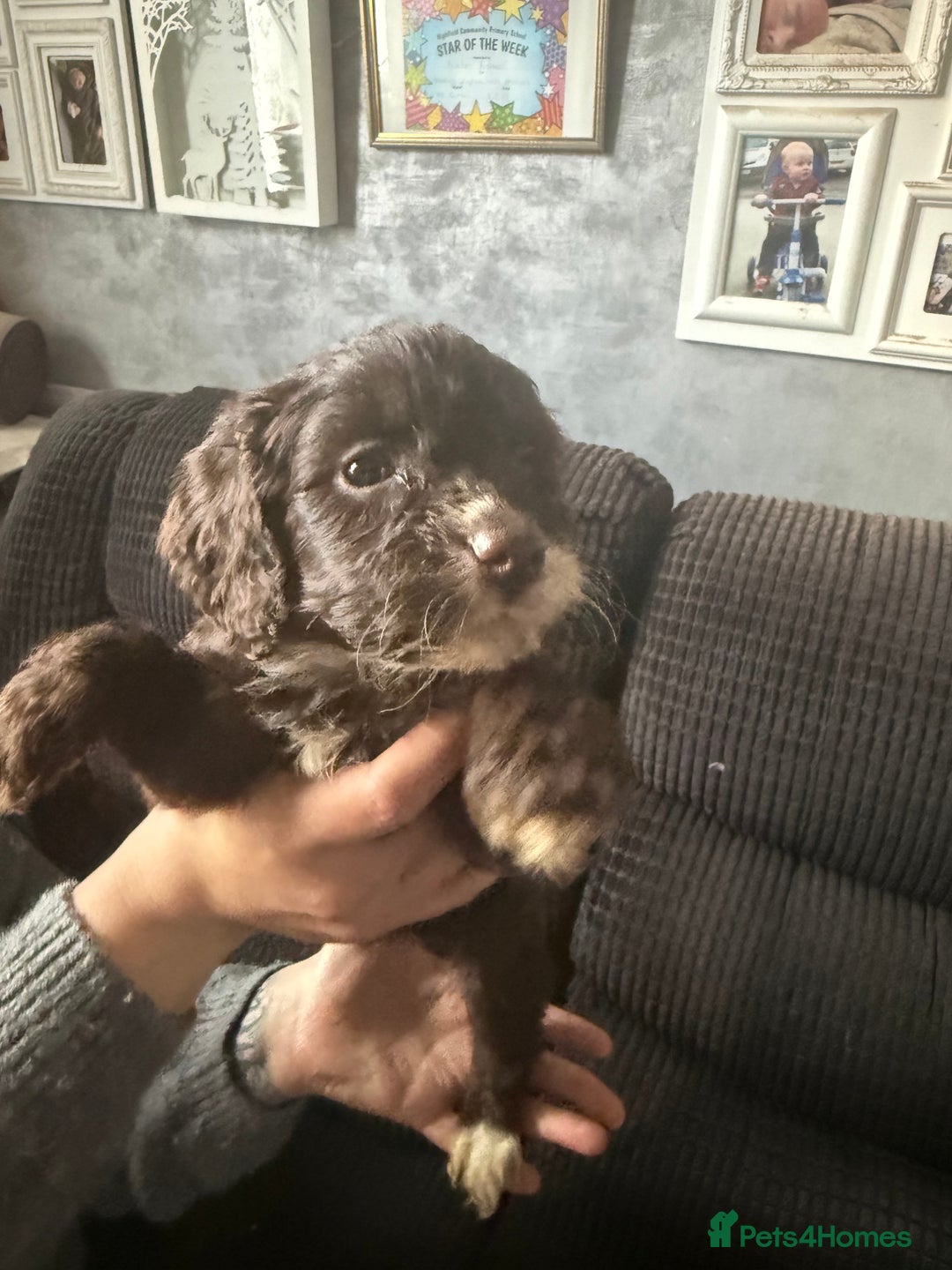 Cockapoo dogs for sale: Miniature cockapoos - Advert 1