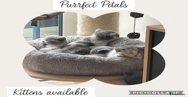 British Shorthair cats - Advert 11