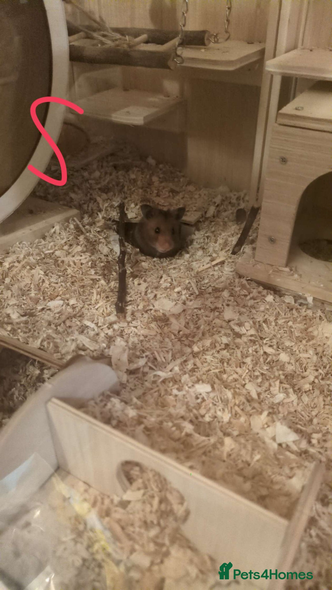 Hamster rodents for sale: Brown Syrian hamster and cage  - Advert 10