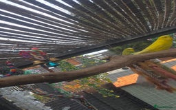 Budgerigars birds for sale: Budgies&cocktails  - Image 4