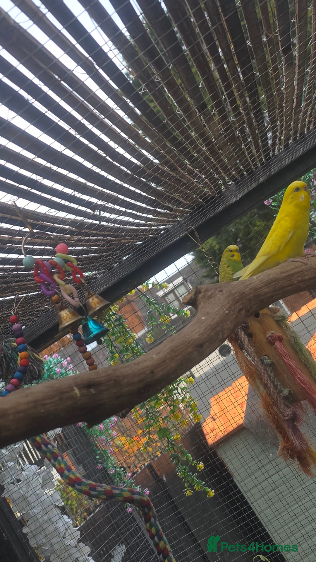 Budgerigars birds for sale: Budgies&cocktails  - Image 4