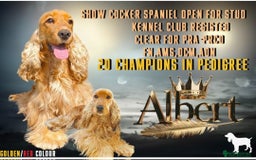 Cocker Spaniel dogs for sale: RESERVE NOW Show Champion Cocker Spaniels - Image 7