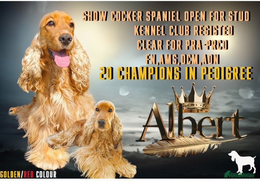Cocker Spaniel dogs for sale: RESERVE NOW Show Champion Cocker Spaniels - Image 7