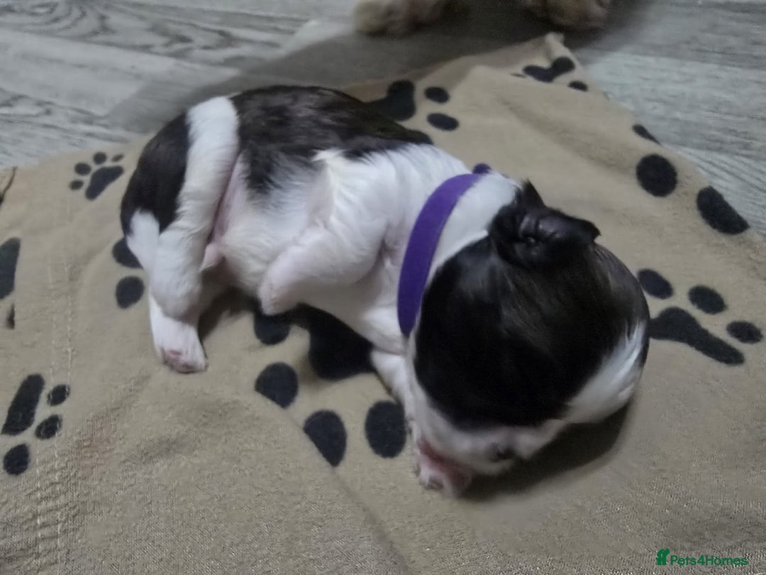 Shih Tzu dogs for sale: Shih tzu pups - Advert 17