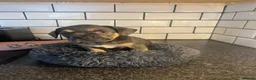 French Bulldog dogs for sale: French bulldog puppies  - Advert 9