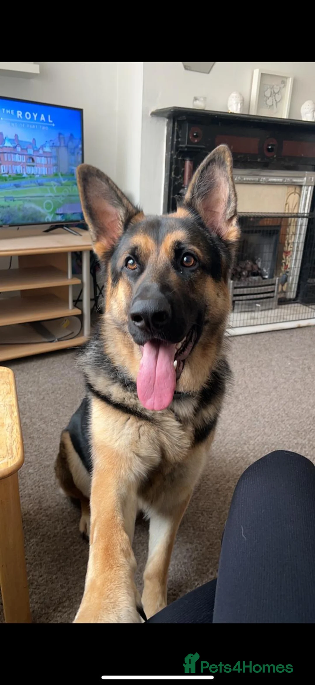 German Shepherd dogs for sale: Lovely boy who needs a caring home - Advert 4