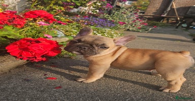 French Bulldog dogs - Advert 3