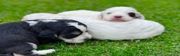 Cockapoo dogs for sale: Beautiful Cockapoo Babies 🐾🐾🐾 - Advert 6