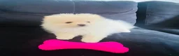 Pomeranian dogs for sale: Adorable little pom-poms looking new parents - Advert 7