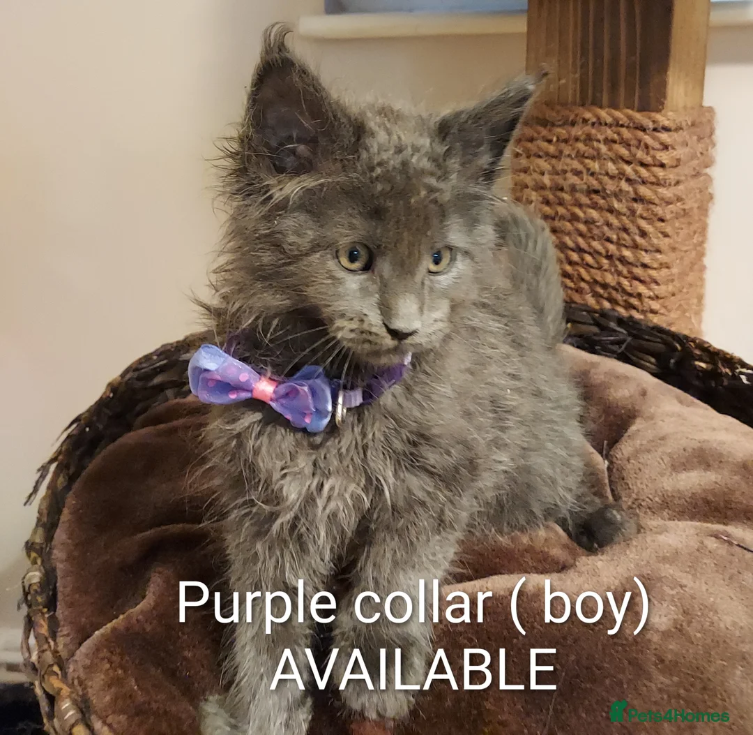 Maine Coon cats for sale: RARE COLOURS!!! MAINE COON KITTENS/DNA/GCCF  - Advert 8