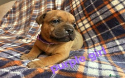 Staffordshire Bull Terrier dogs for sale: Red little one ❤️ - Image 15