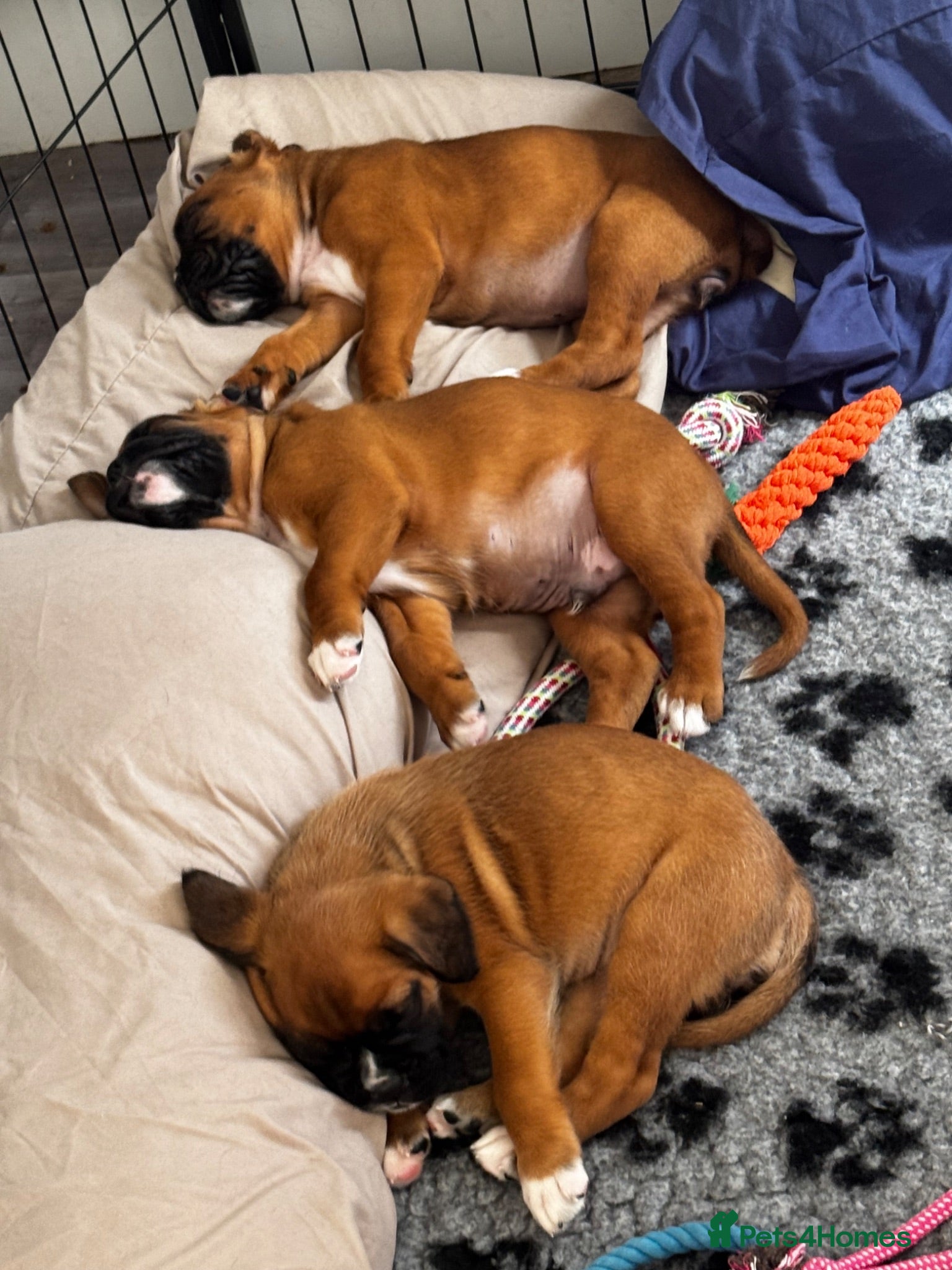 Boxer dogs charthaihen boxers - Advert 17