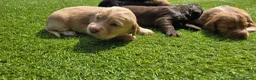 Cocker Spaniel dogs for sale: Mr Grant Duffy - Advert 11