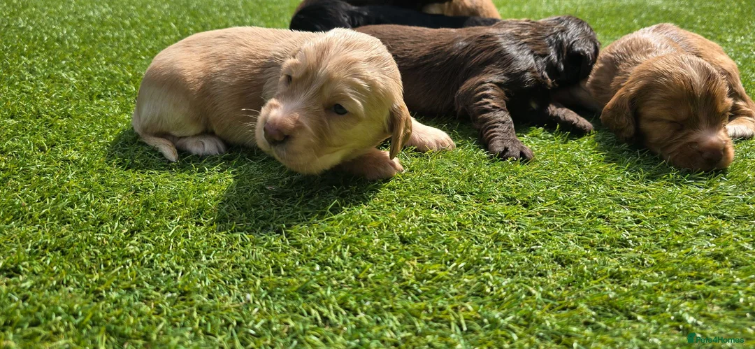 Cocker Spaniel dogs for sale: Mr Grant Duffy - Advert 11