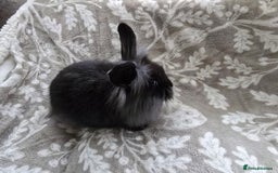 Mini Lop rabbits for sale: 3 little black bunnies pearls silver-plated fur - Advert 3