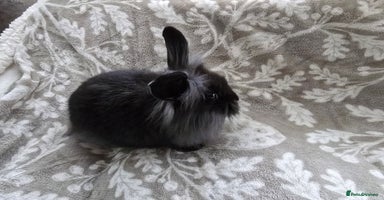 Mini Lop rabbits 3 little black bunnies pearls silver-plated fur - Advert 5