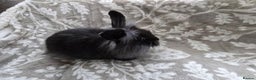 Mini Lop rabbits for sale: 3 little black bunnies pearls silver-plated fur - Advert 3