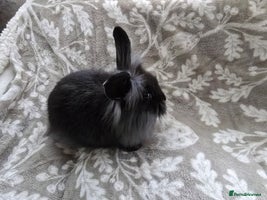 Mini Lop rabbits 3 little black bunnies pearls silver-plated fur - Advert 7