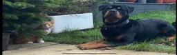 Rottweiler dogs for sale: Loving male Rottweiler Dougie  in Minehead - Advert 2