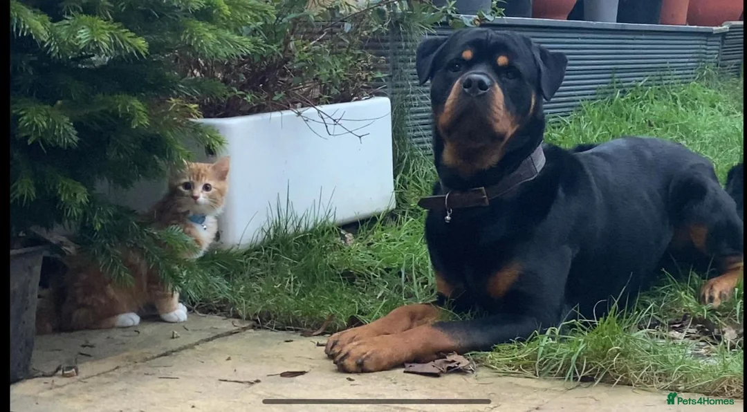 Rottweiler dogs for sale: Loving male Rottweiler Dougie  in Minehead - Advert 2