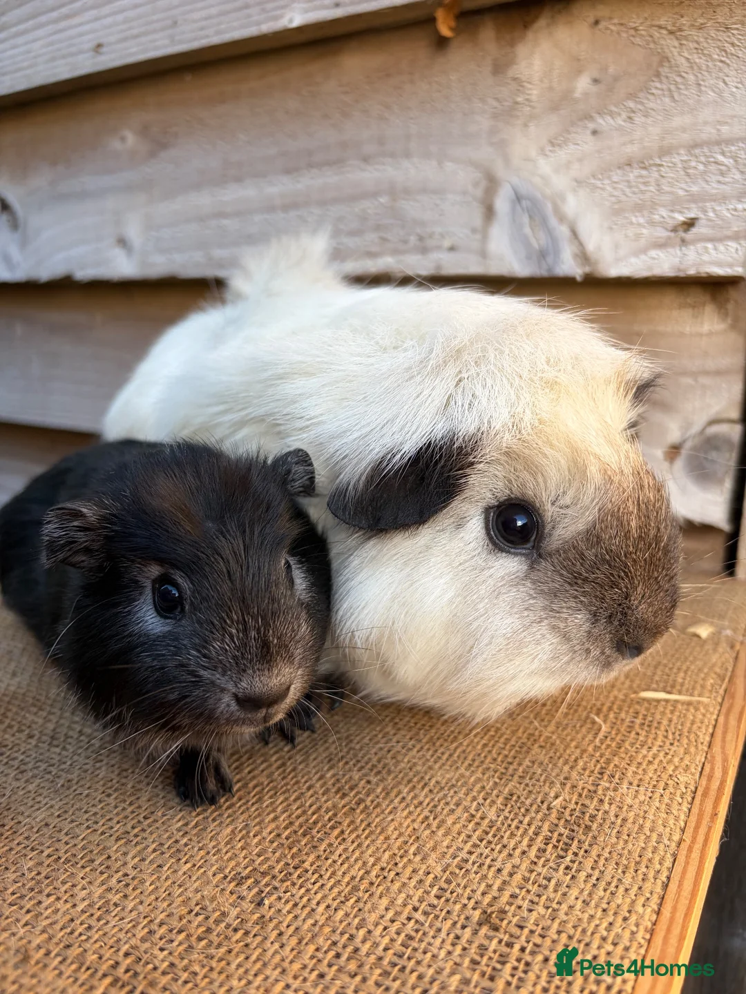 Guinea Pig rodents for sale: Handsome boars  - Advert 2