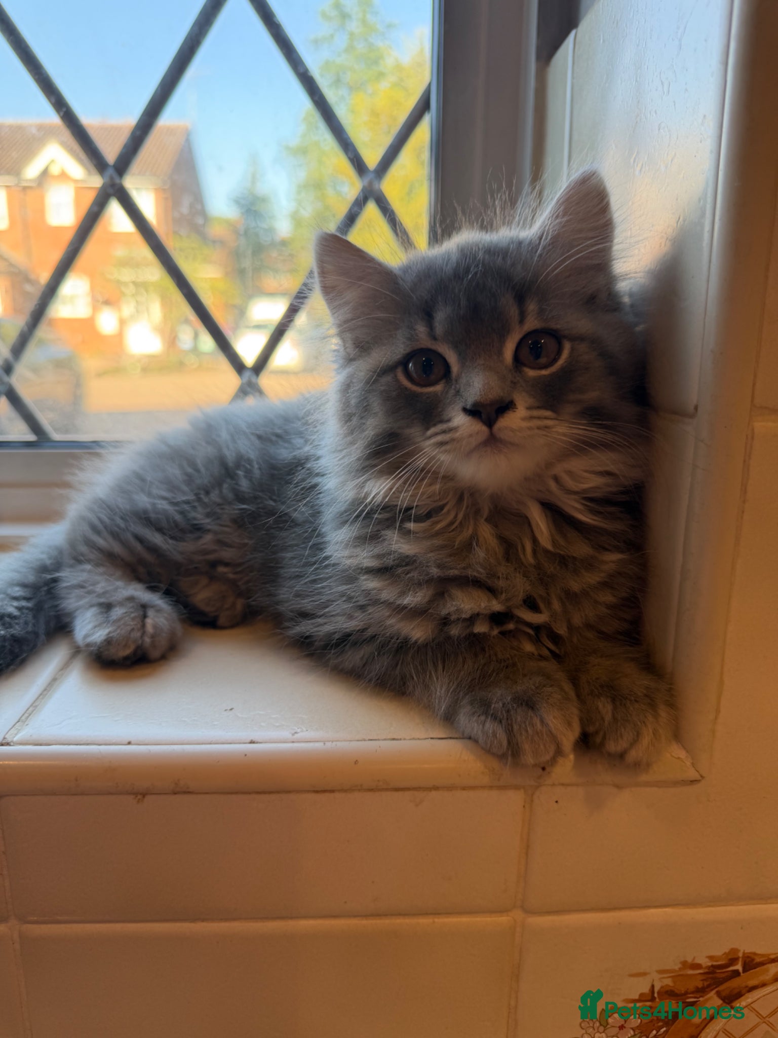 Persian cats for sale: Chinchilla Persian kittens  - Advert 5