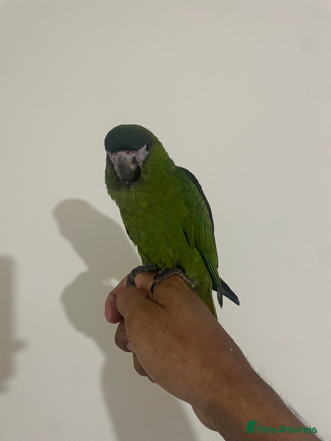 Parrots birds for sale: SILLY TAME HAND REARED BABY HAHNS MACAW - Image 3