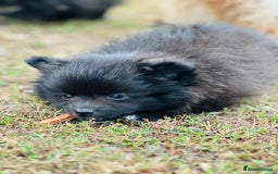 Pomeranian dogs for sale: Perfect poms - Image 21