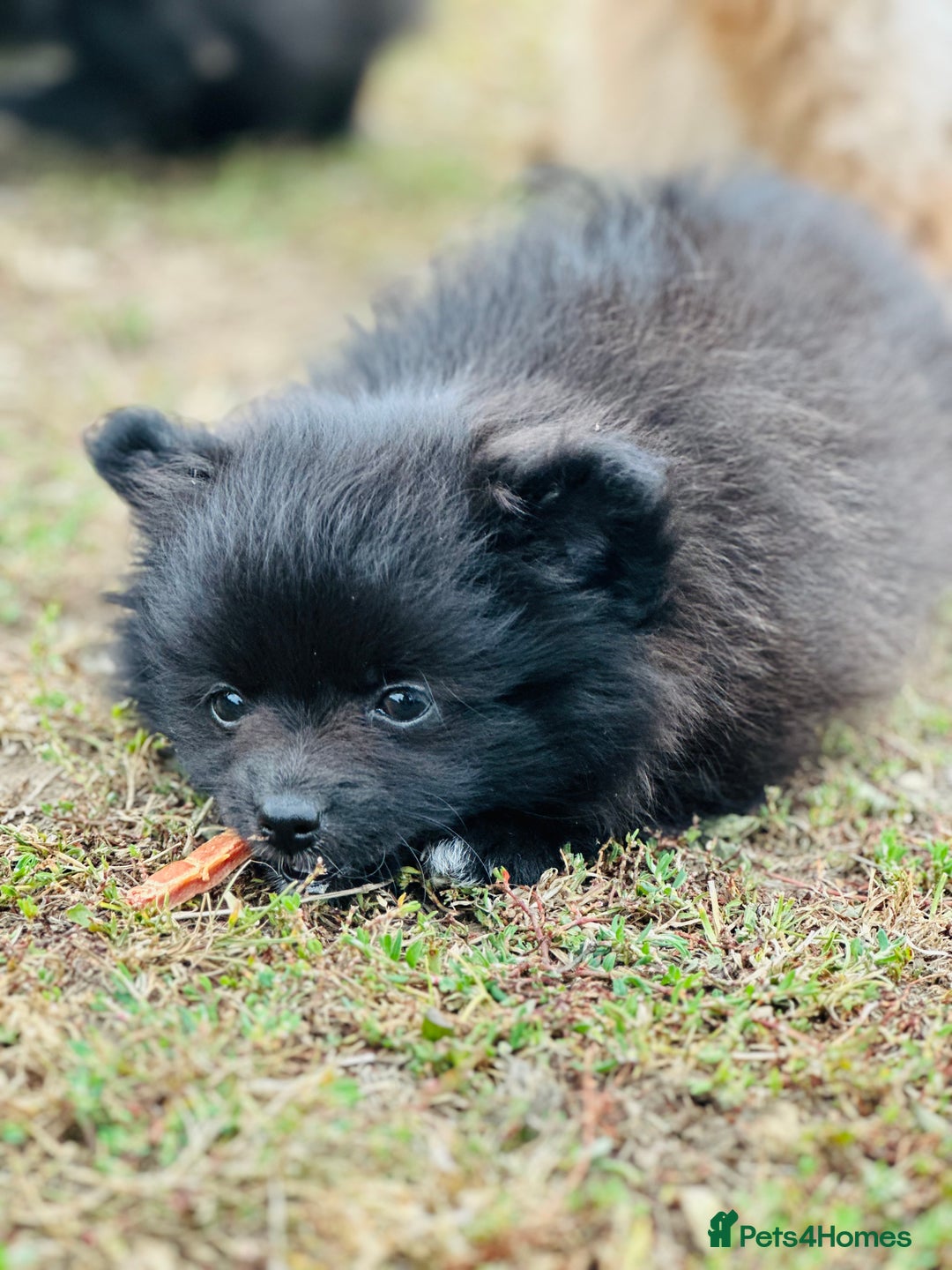 Pomeranian dogs for sale: Perfect poms - Image 21