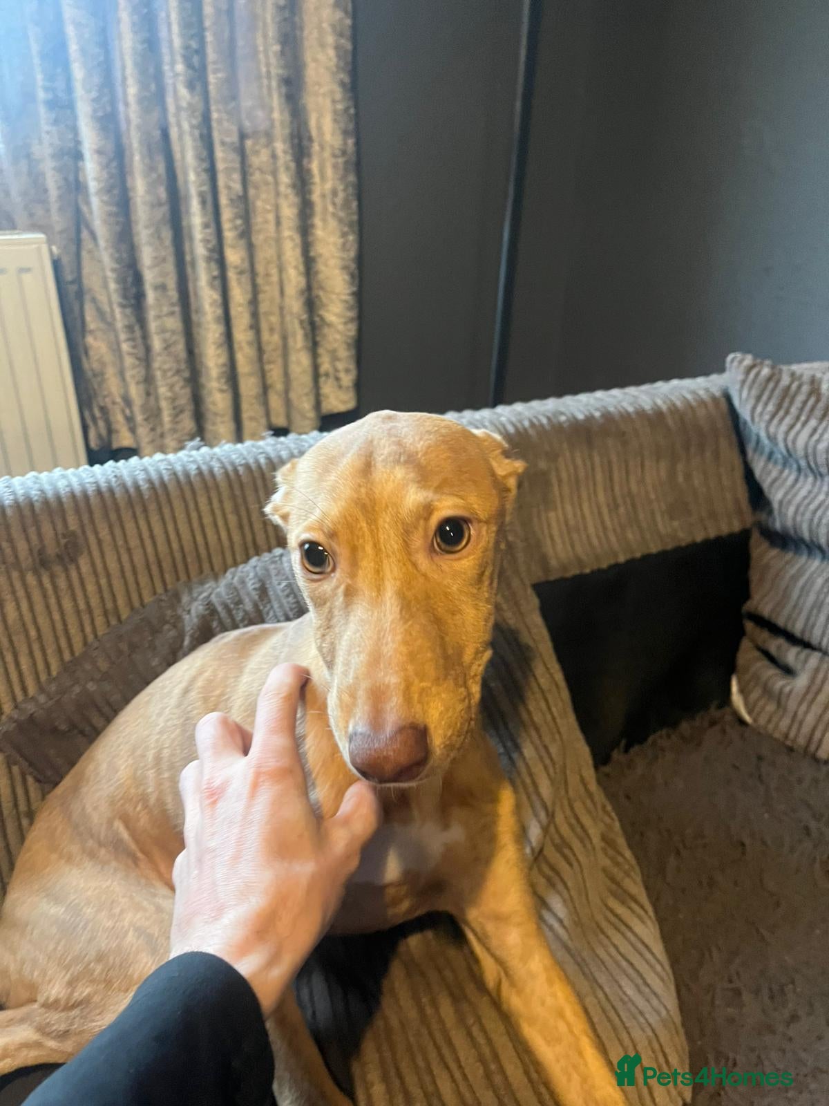 Lurcher dogs Lurcher bull cross  - Advert 2