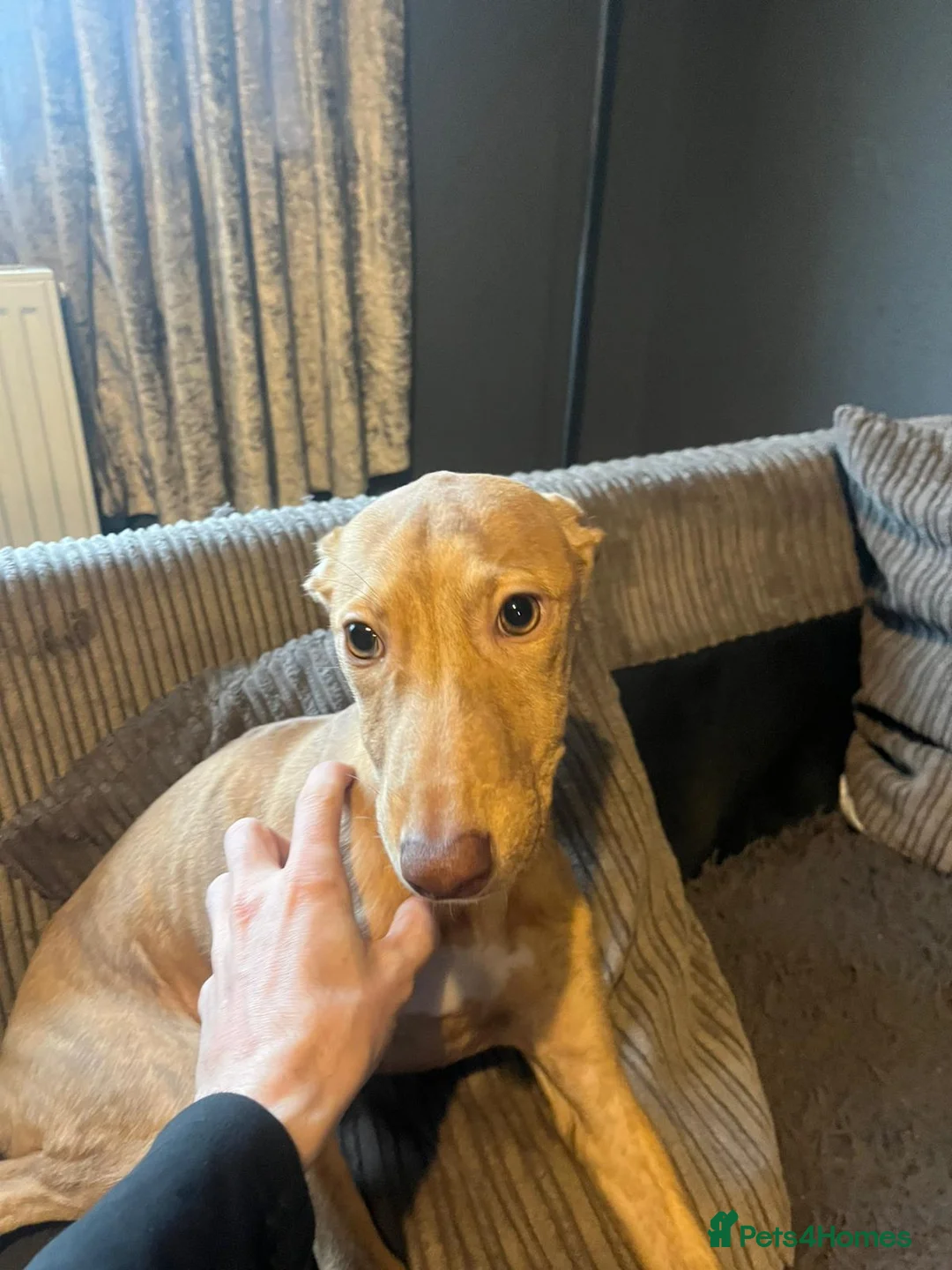 Lurcher dogs for sale: Lurcher bull cross  - Advert 1