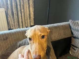 Lurcher dogs Lurcher bull cross - Advert 2