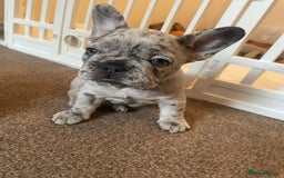 French Bulldog dogs for sale: Only 3 boys left, 5⭐️KC frenchies carrying fluffy  - Image 10