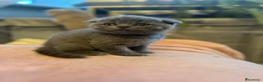 Scottish Fold Kitten 1