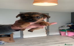 Mixed Breed dogs for sale: French I x patterdale - Image 6