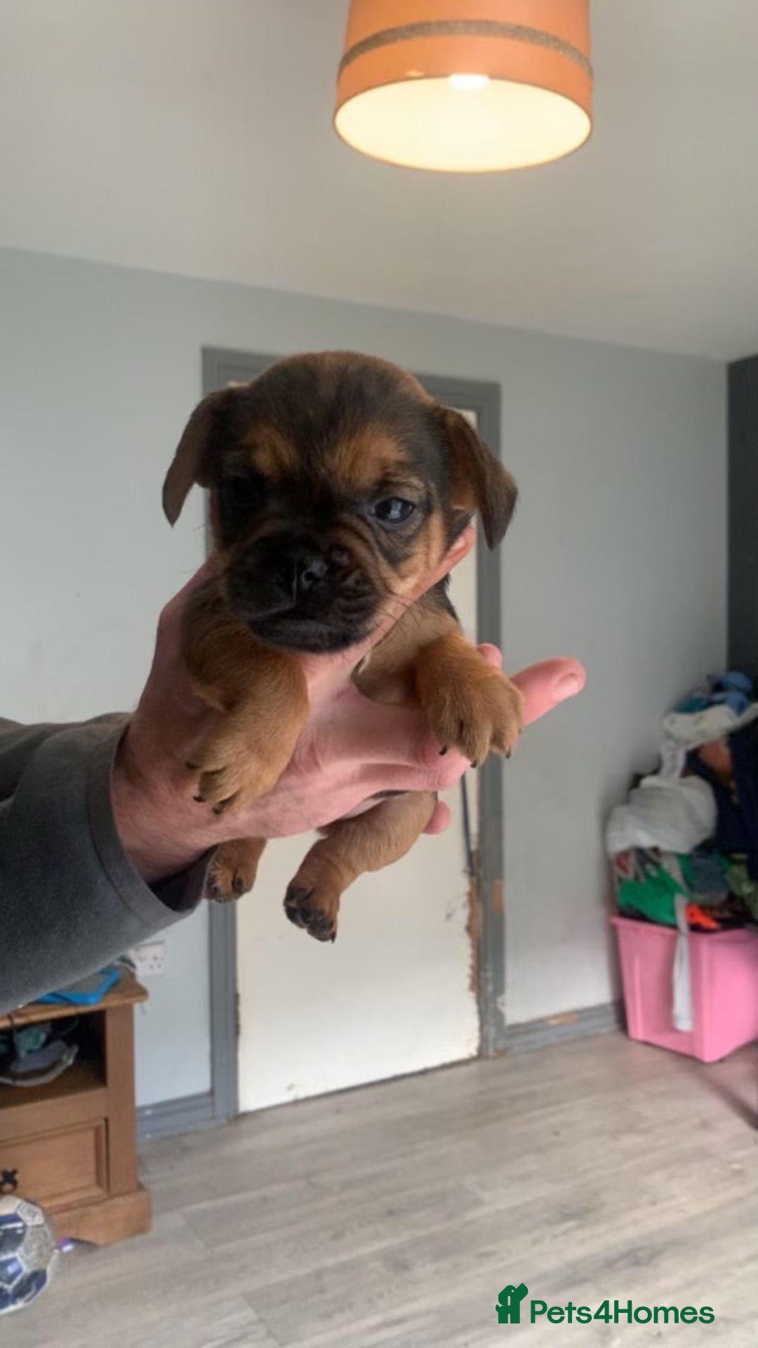 Mixed Breed dogs for sale: French I x patterdale - Image 6
