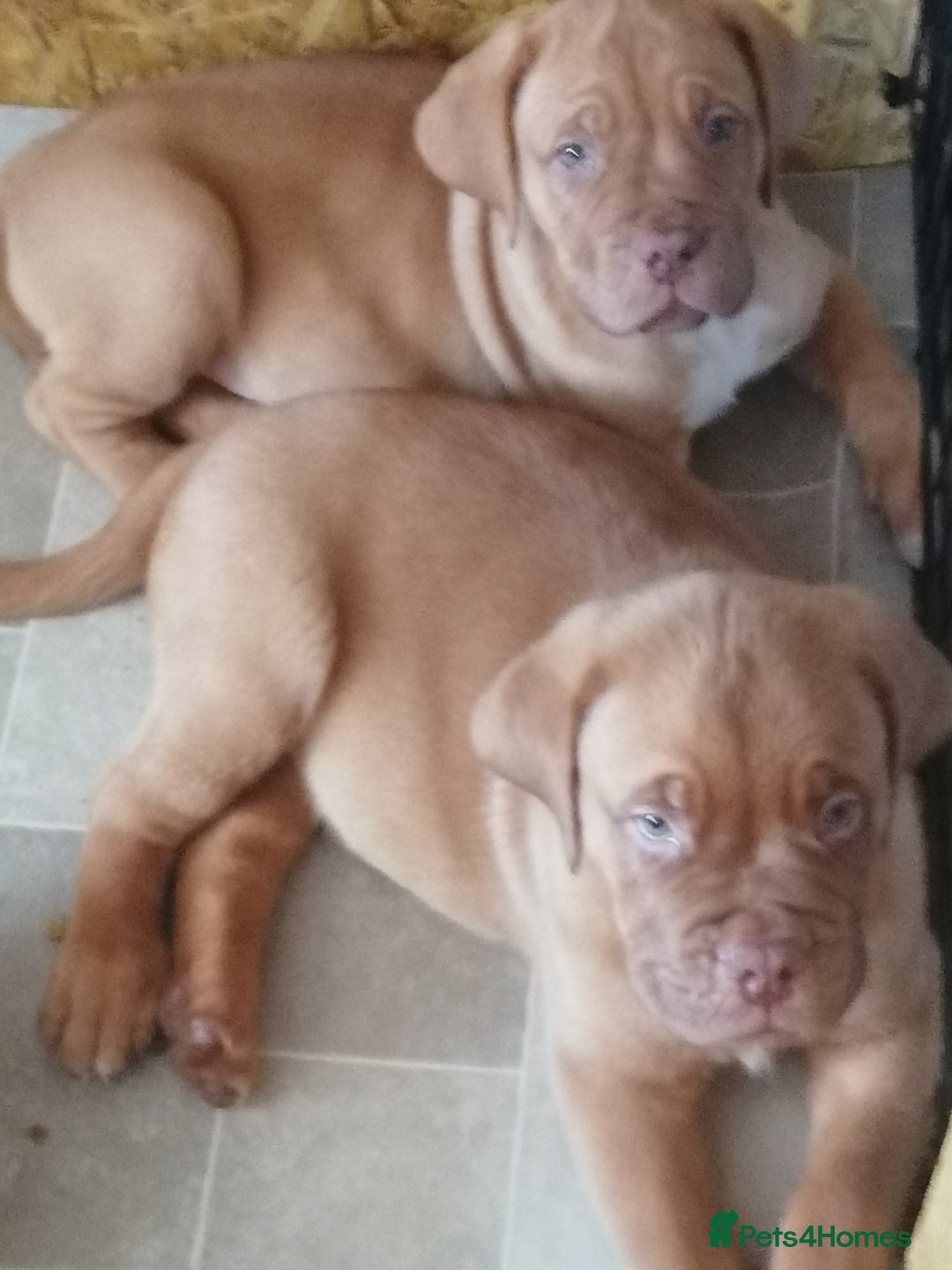 Dogue De Bordeaux dogs for sale: Gorgeous DOUGUE Babies - Image 23