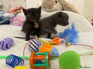 Mixed Breed cats Kittens - Advert 10