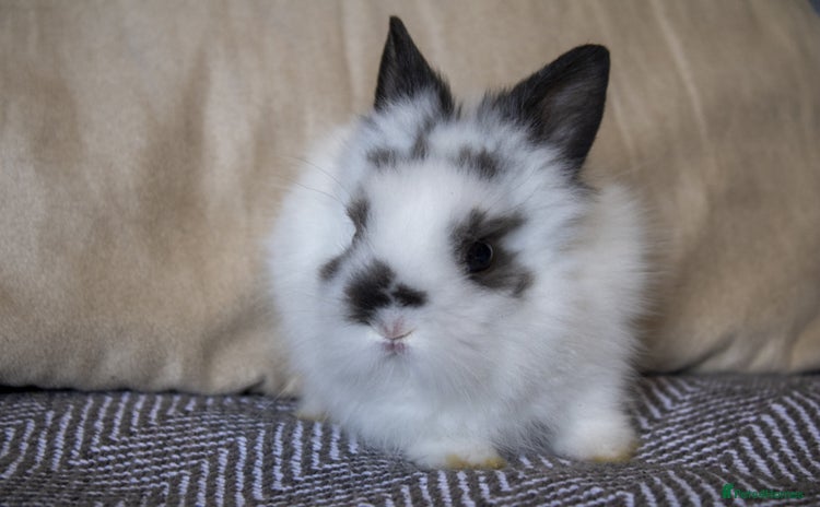 Lionhead rabbits - Advert 5